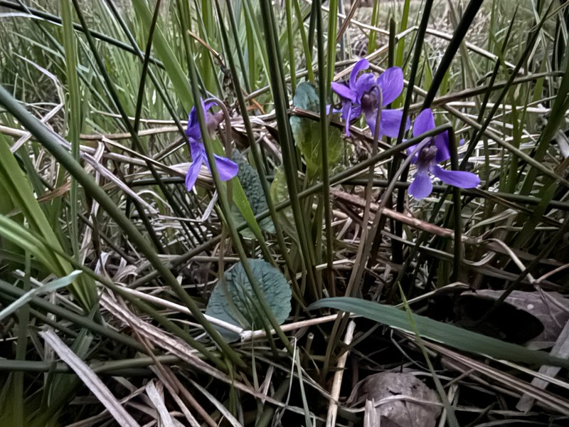 Viola uliginosa photo 7