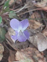Ponderosa Violet
