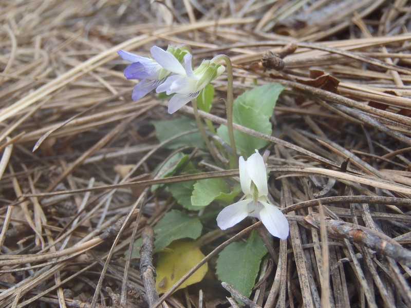 Ponderosa Violet photo 2