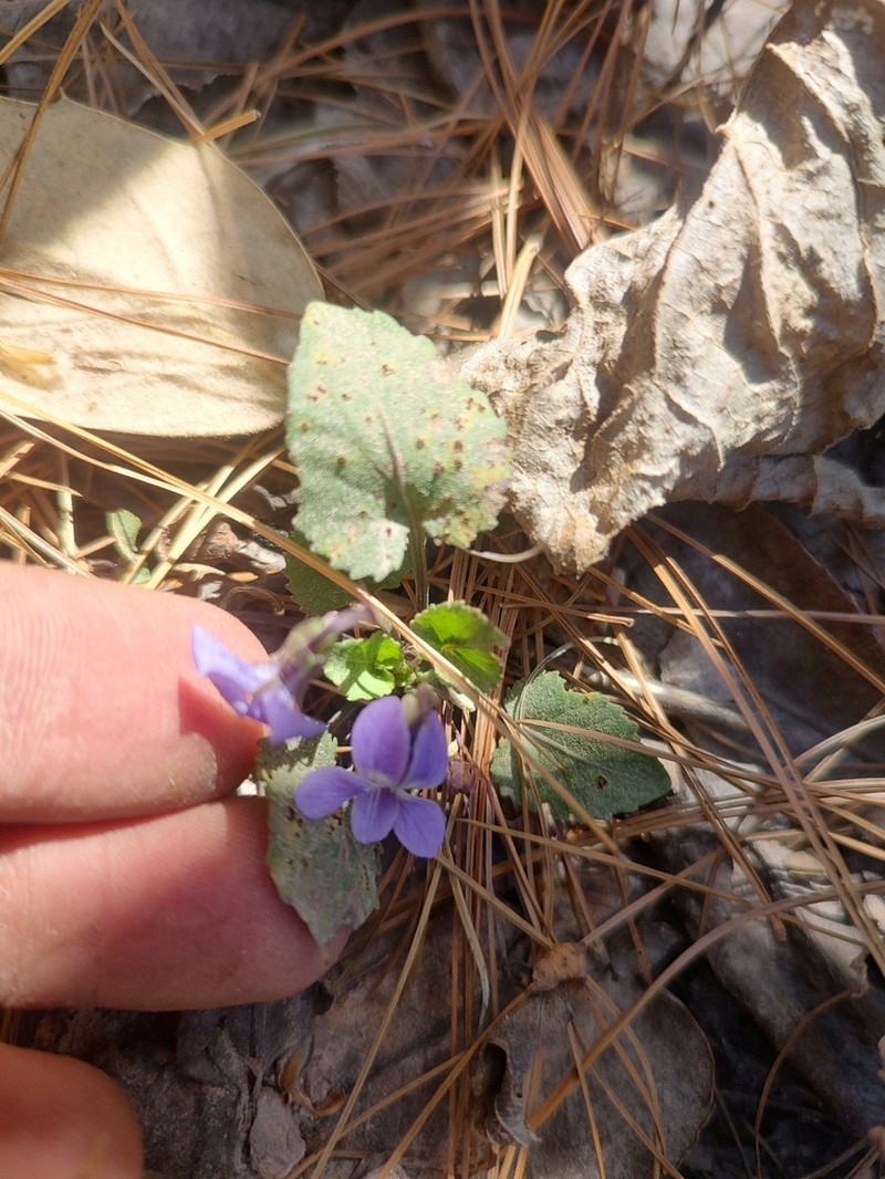 Ponderosa Violet photo 3