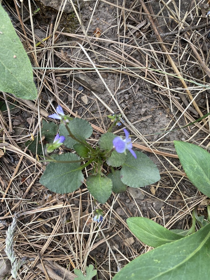 Ponderosa Violet photo 4