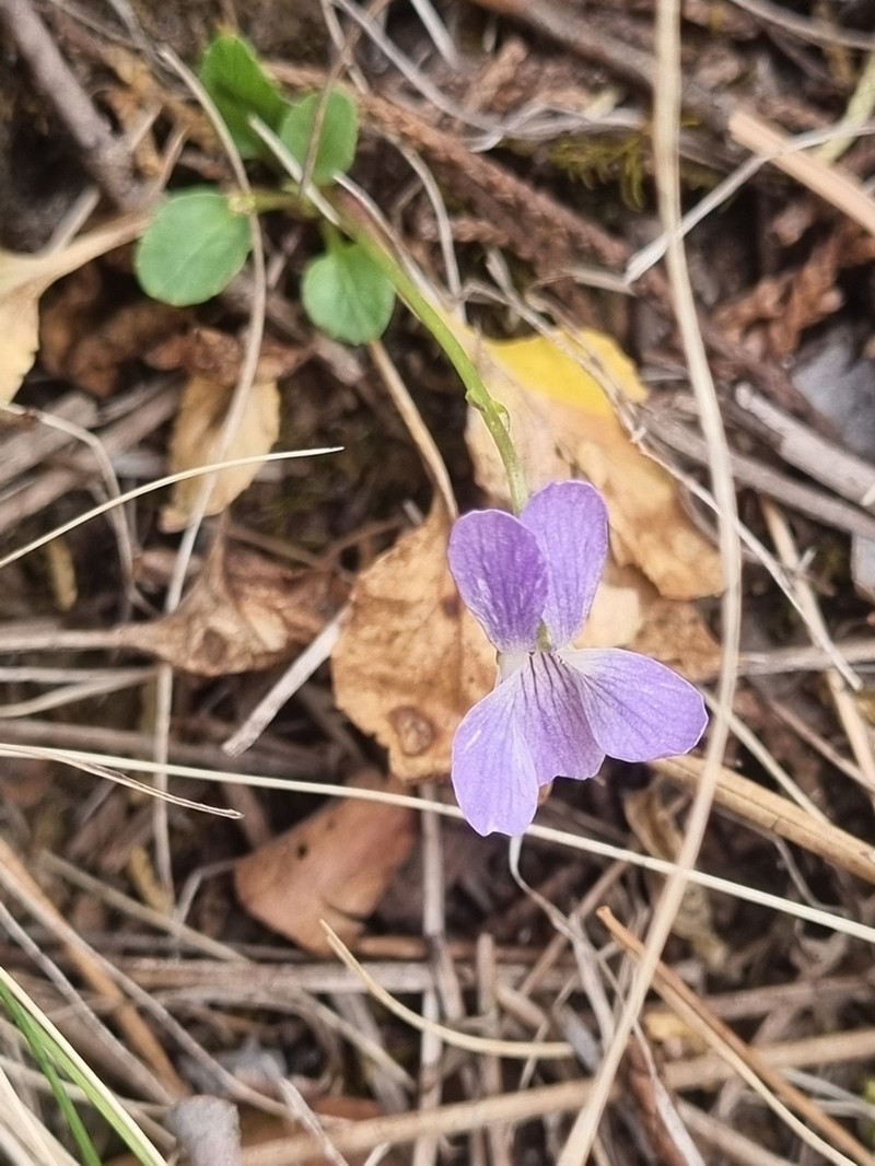 Ponderosa Violet photo 5