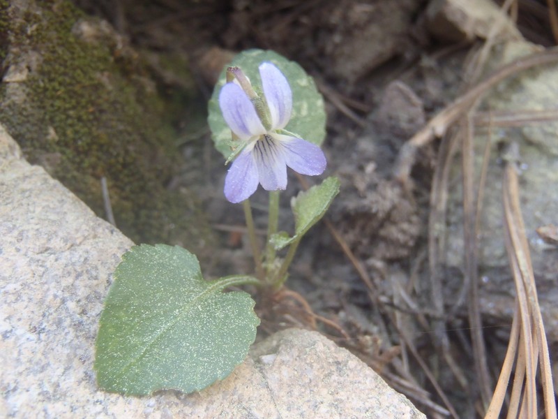 Ponderosa Violet photo 6