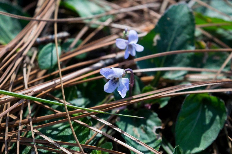 Ponderosa Violet photo 7