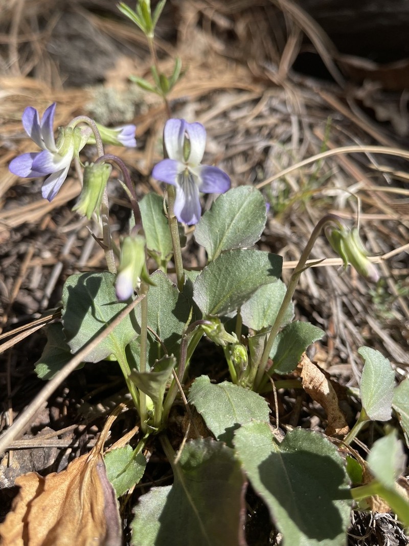 Ponderosa Violet photo 8