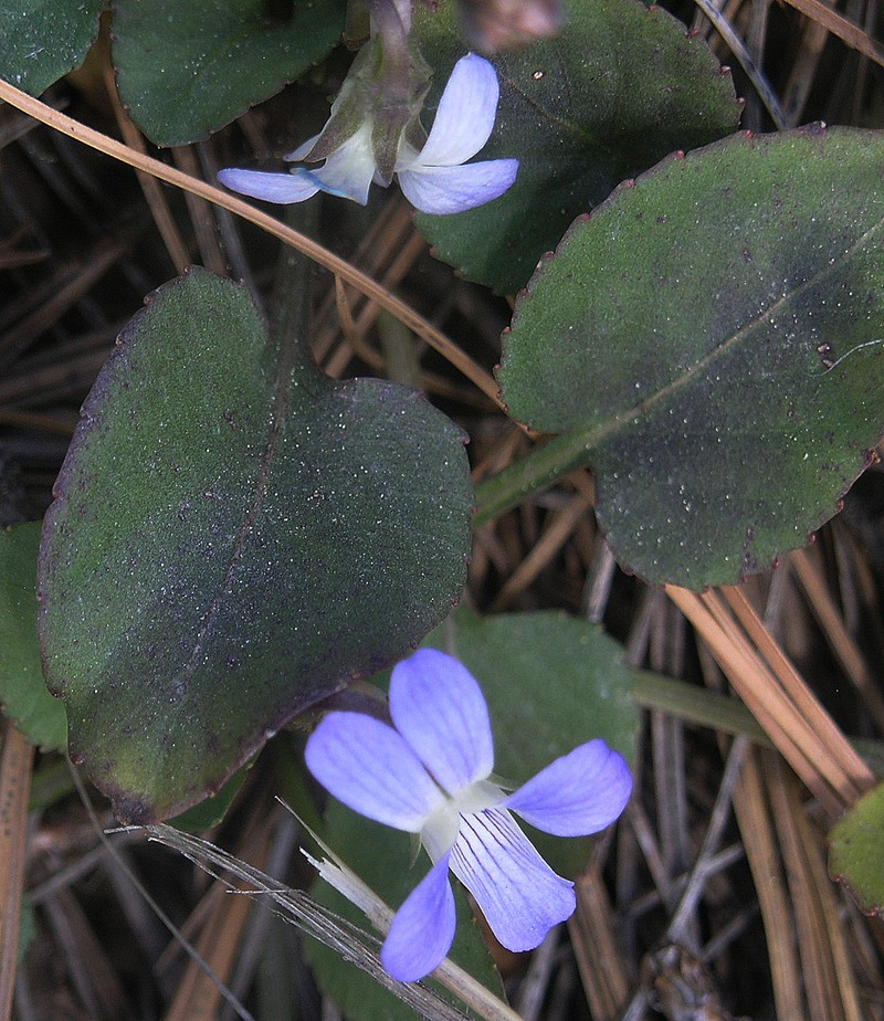 Viola umbraticola var. glaberrima