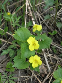 Viola uniflora