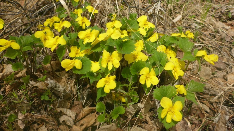 Viola uniflora photo 2