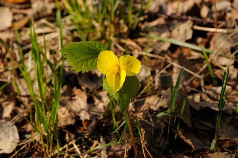 Viola uniflora photo 3