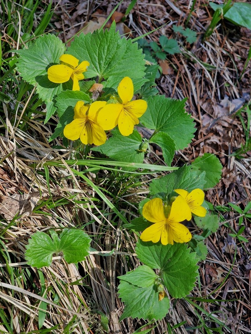 Viola uniflora photo 4