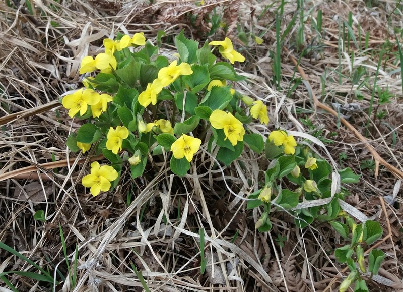 Viola uniflora photo 5