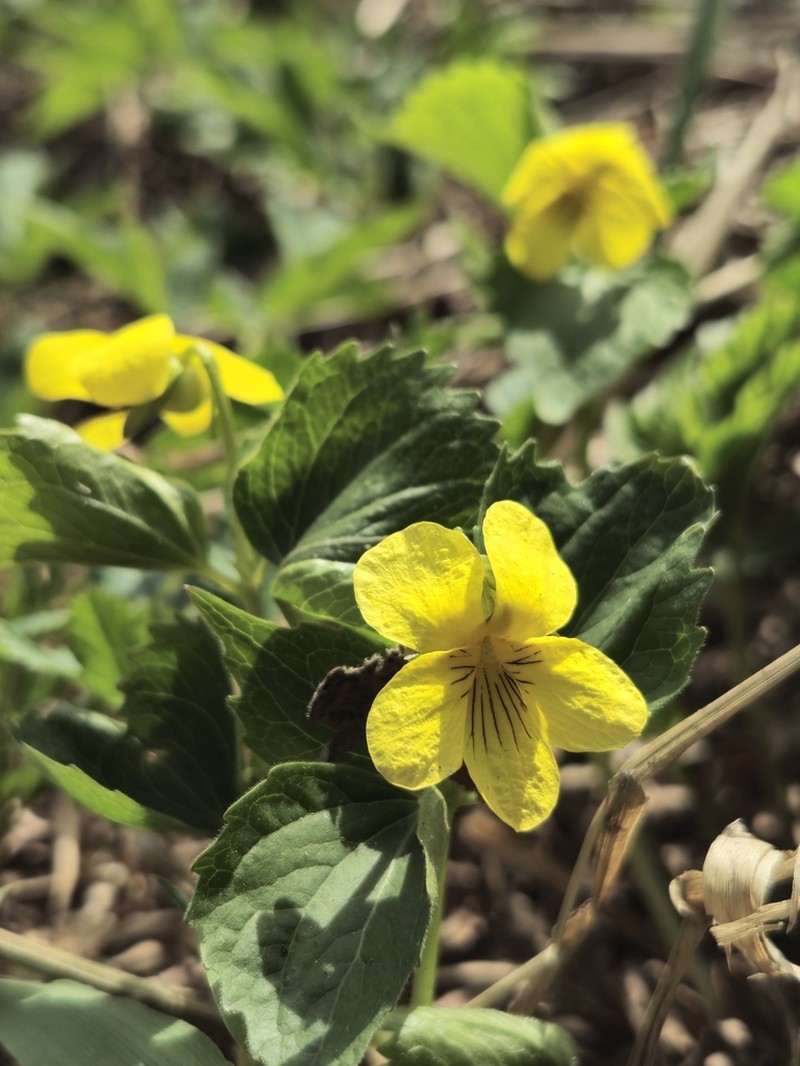 Viola uniflora photo 6