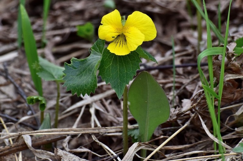 Viola uniflora photo 7