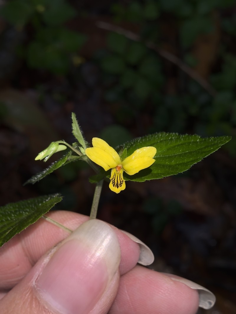 Viola urophylla