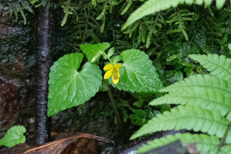 Viola urophylla photo 2