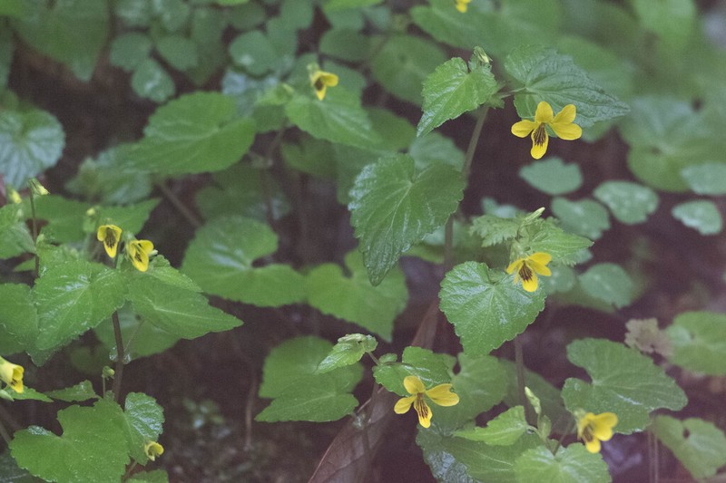 Viola urophylla photo 3