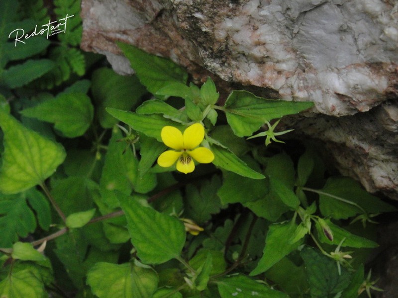Viola urophylla photo 5
