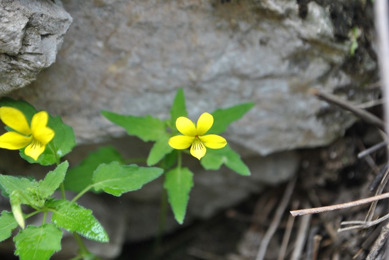 Viola urophylla photo 6