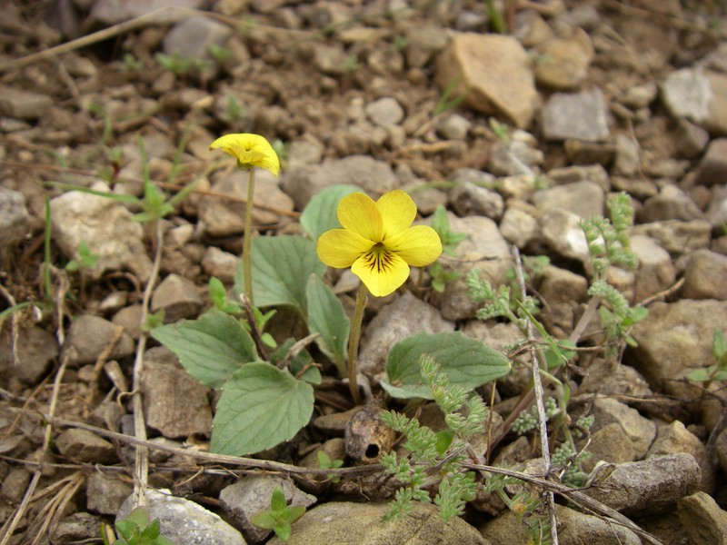 Utah Violet
