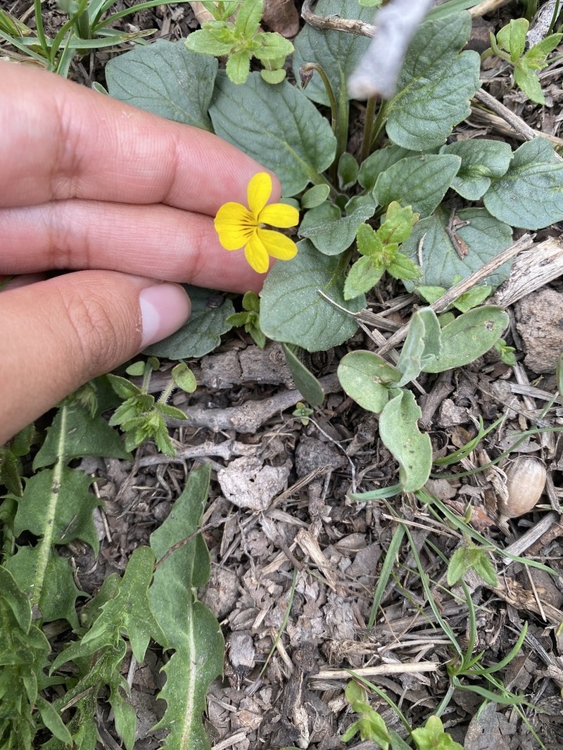Utah Violet photo 3