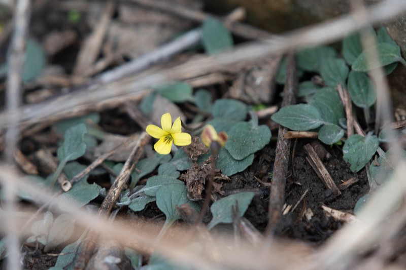 Utah Violet photo 5