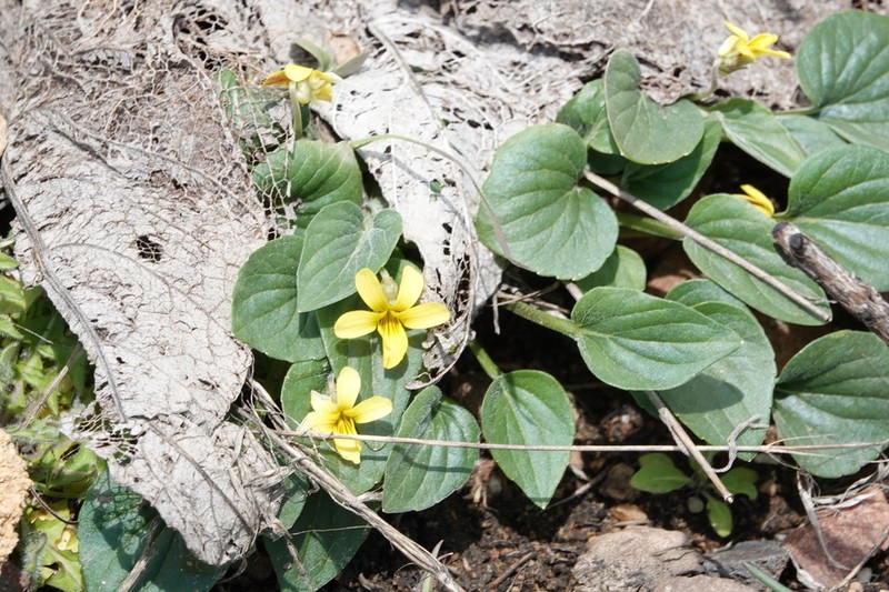 Utah Violet photo 7
