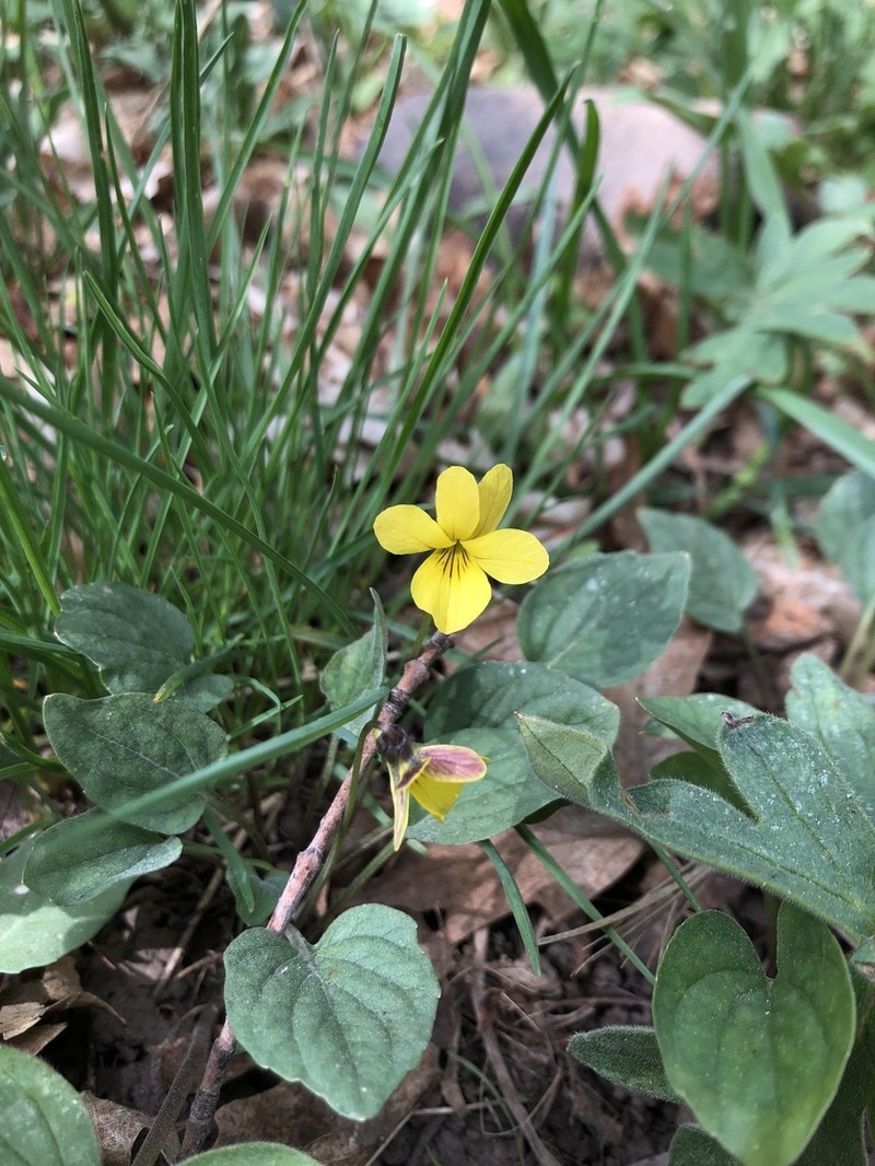 Utah Violet photo 8