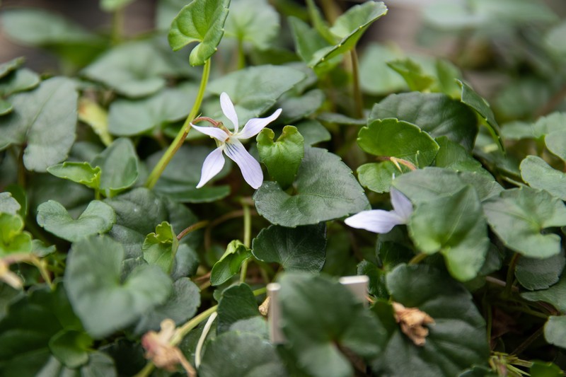Viola utchinensis