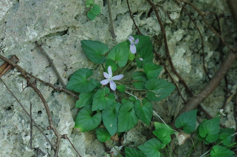 Viola utchinensis photo 2