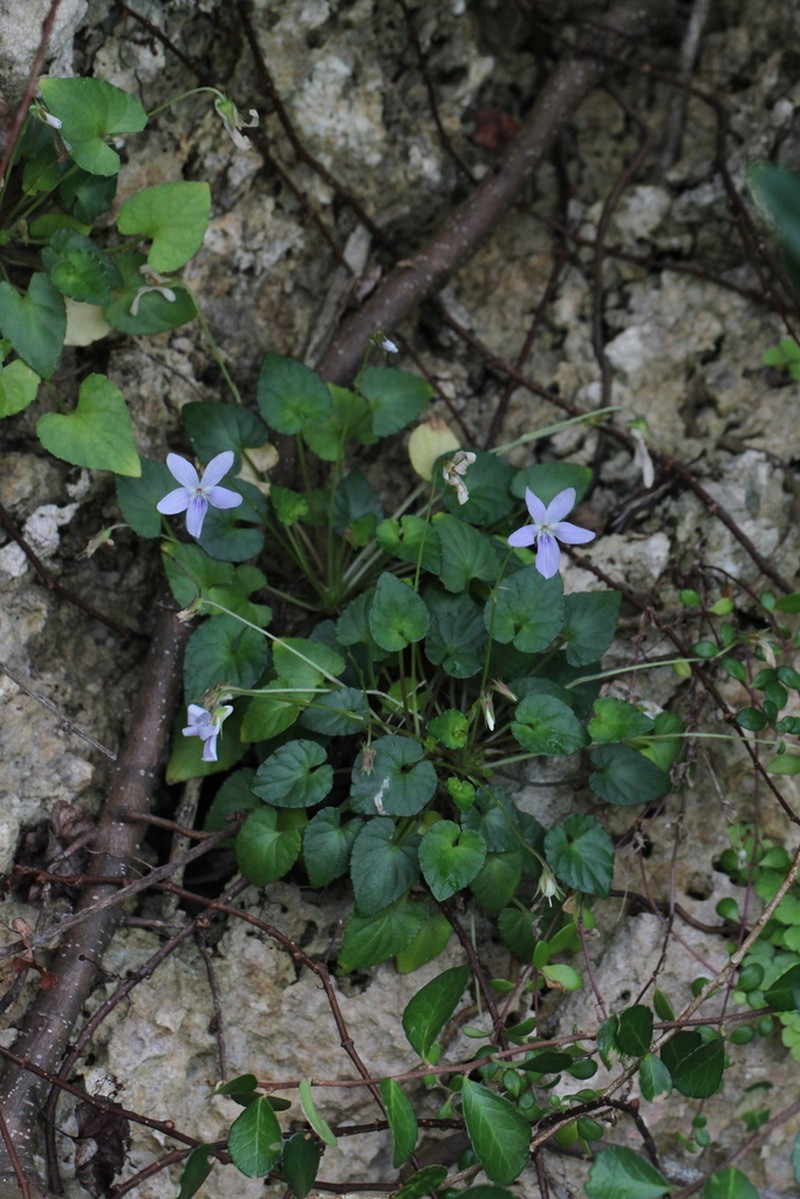 Viola utchinensis photo 4
