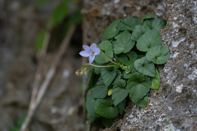 Viola utchinensis photo 5