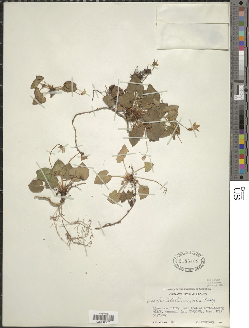 Viola utchinensis photo 7