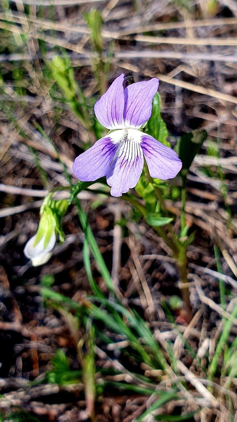 Viola vadimii