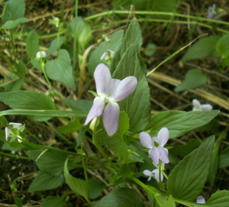 Viola vadimii photo 2