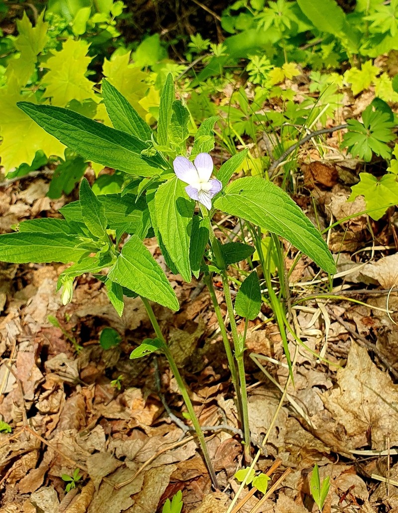 Viola vadimii photo 3