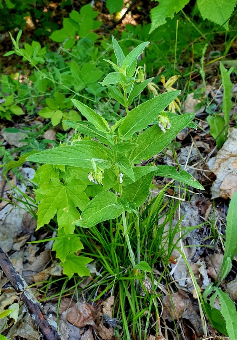 Viola vadimii photo 4