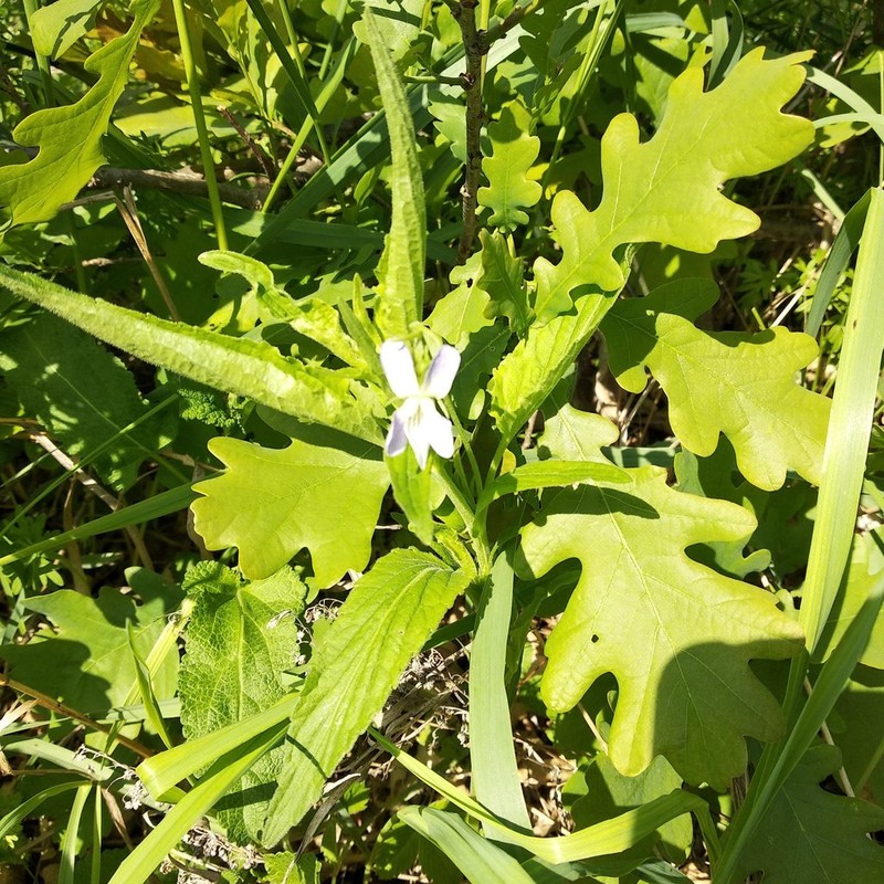 Viola vadimii photo 6
