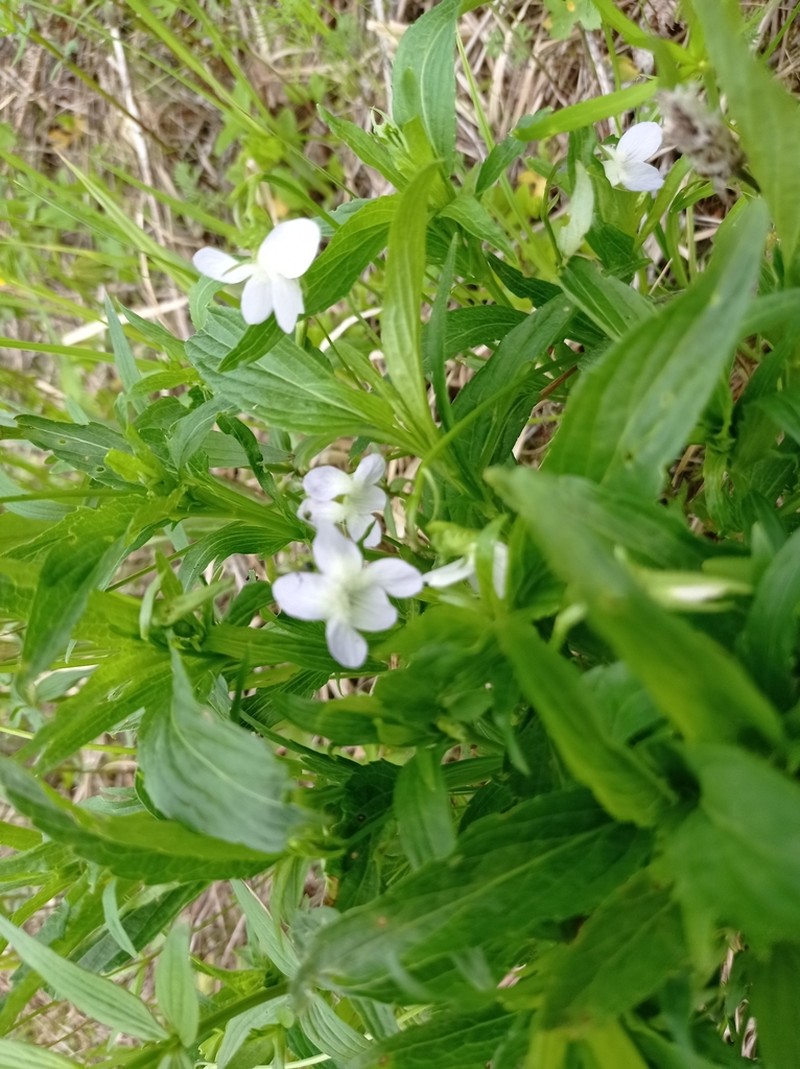 Viola vadimii photo 7