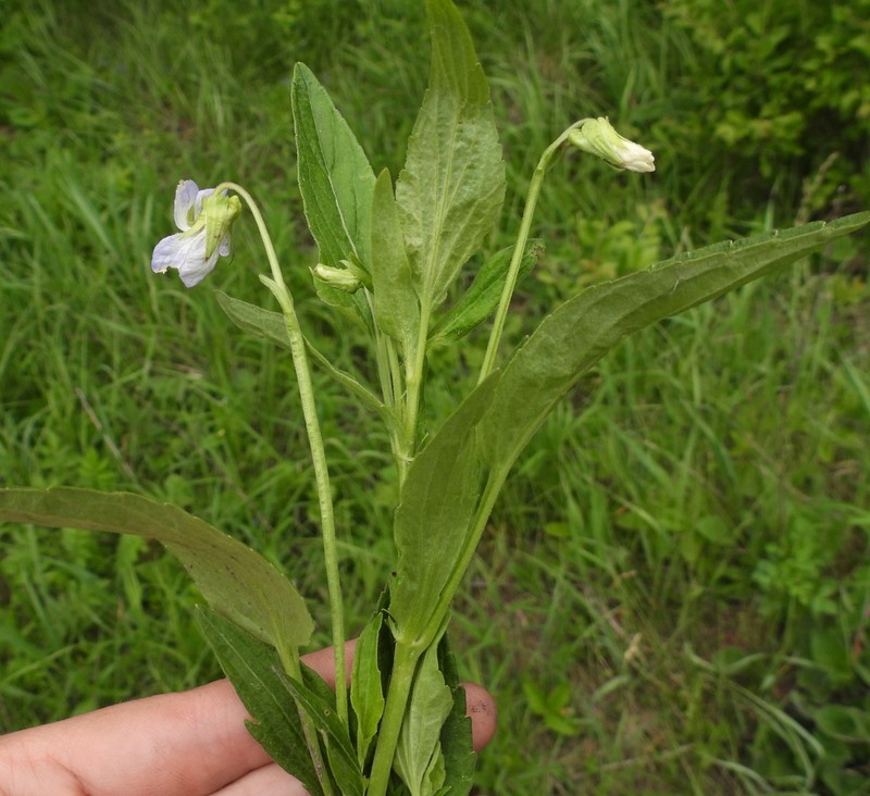 Viola vadimii photo 8