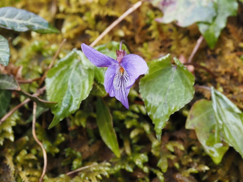 Viola vaginata