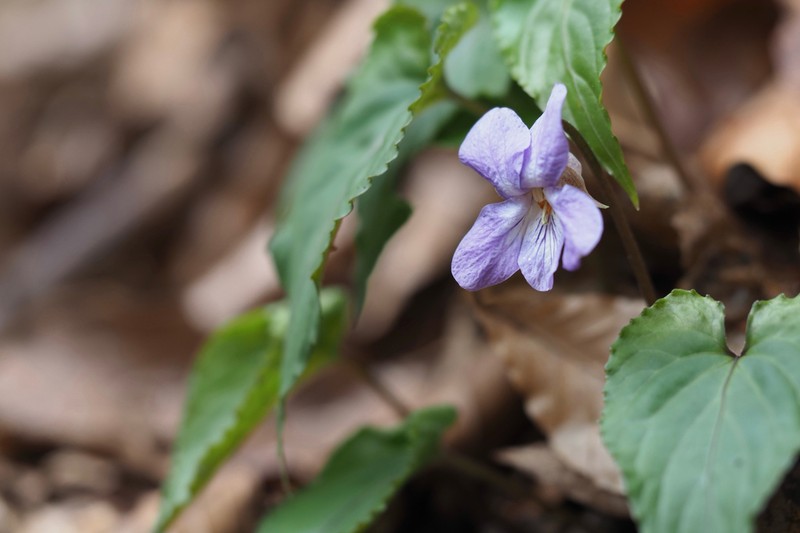 Viola vaginata photo 2