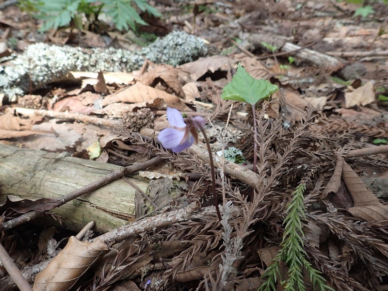 Viola vaginata photo 3