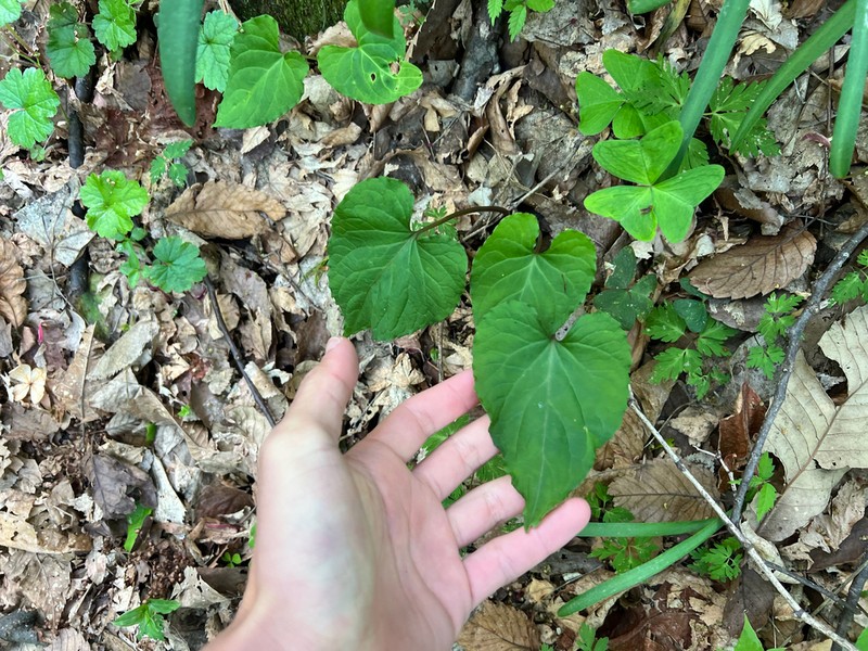 Viola vaginata photo 4