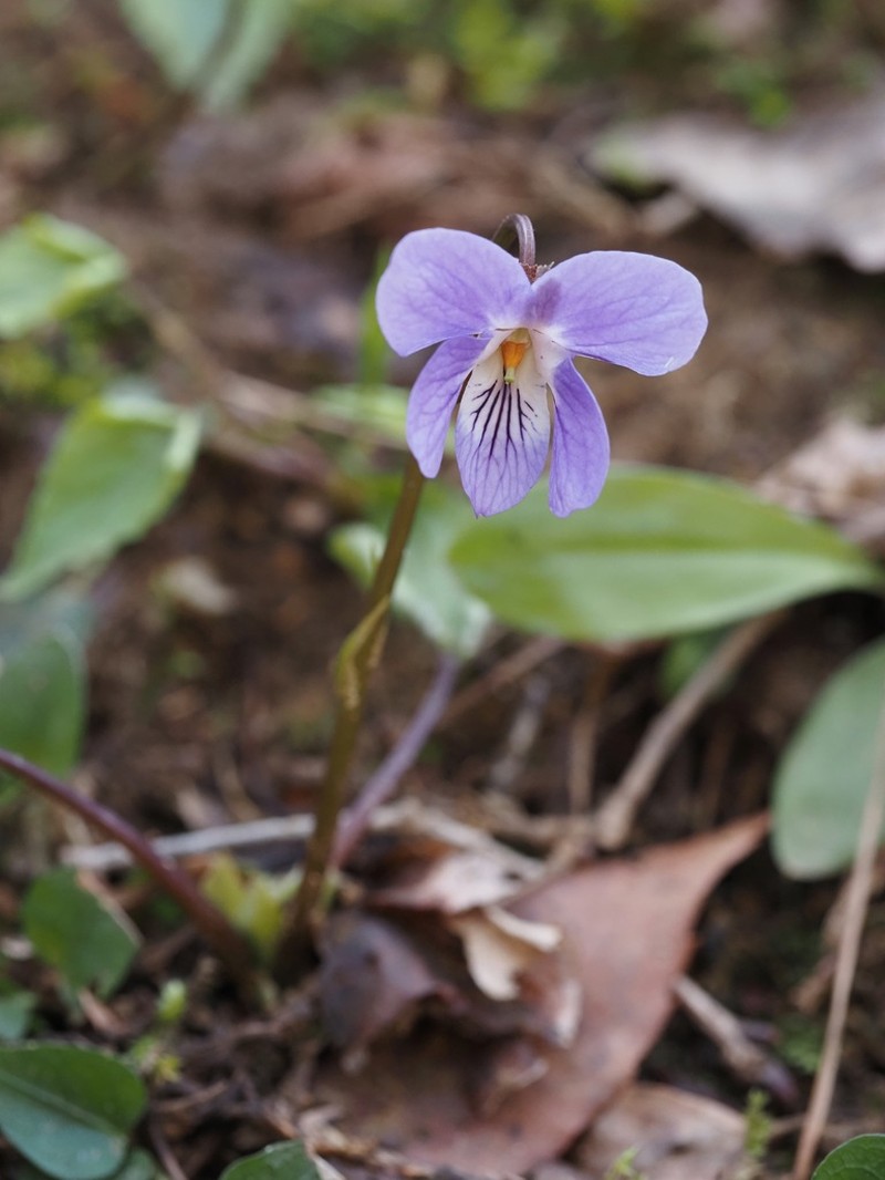 Viola vaginata photo 5