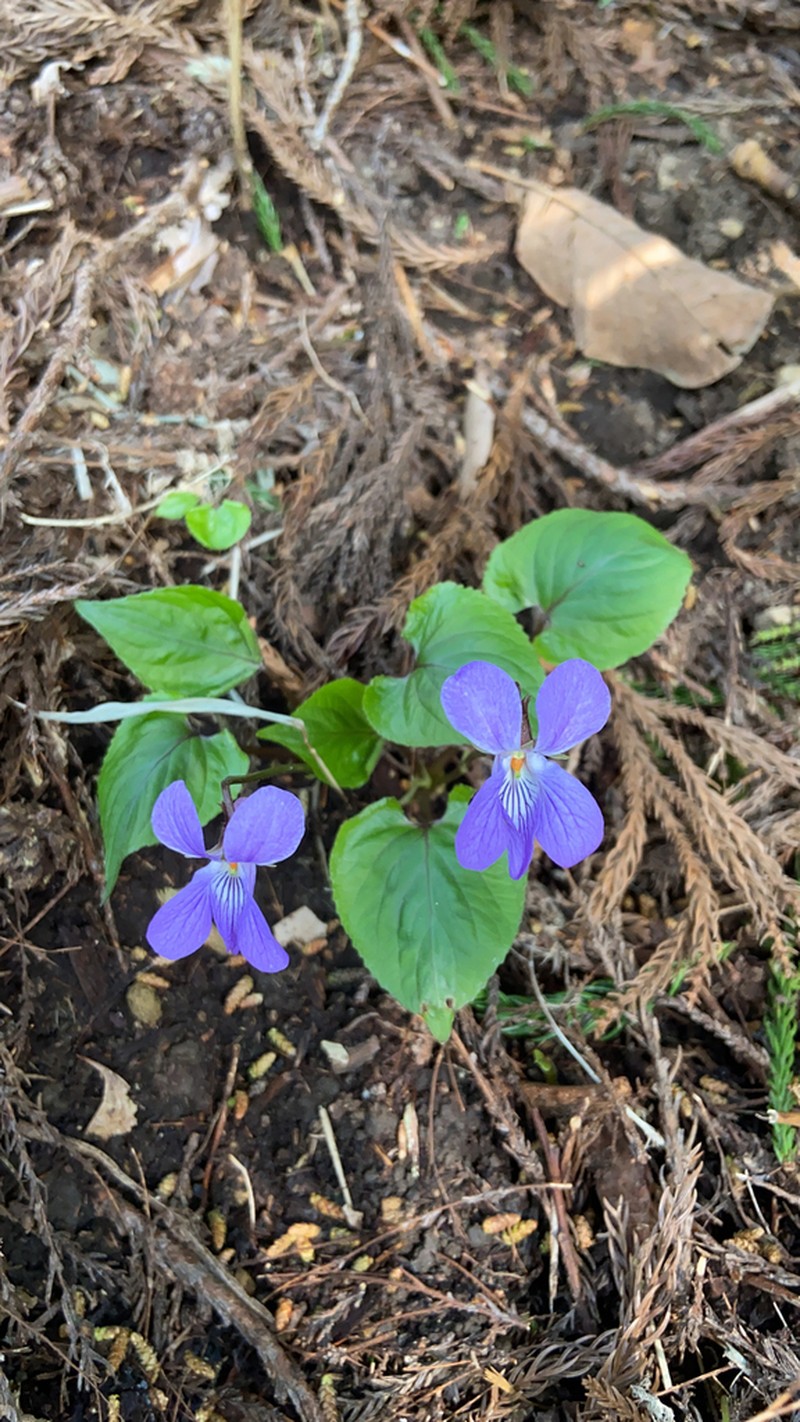 Viola vaginata photo 6