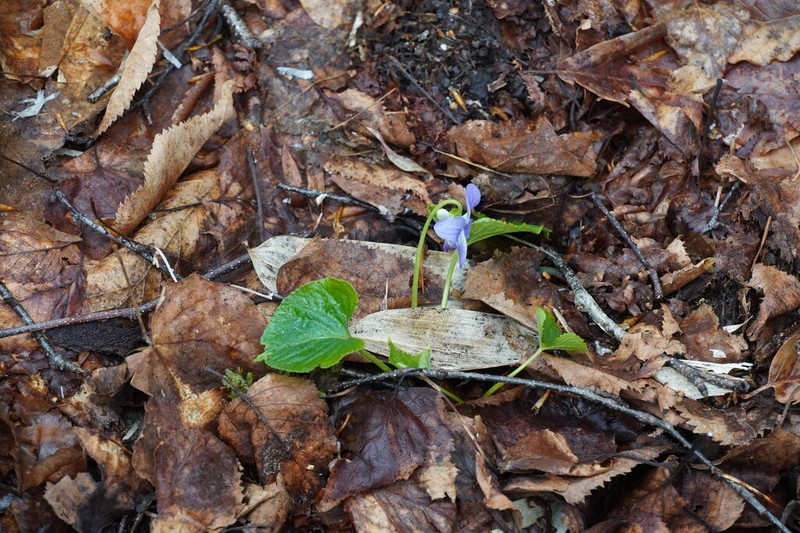 Viola vaginata photo 7