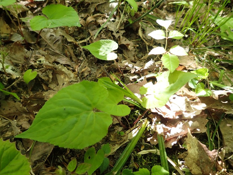 Viola vaginata photo 8