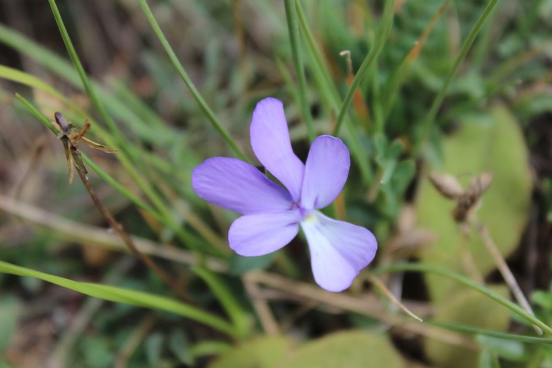 Viola valderia