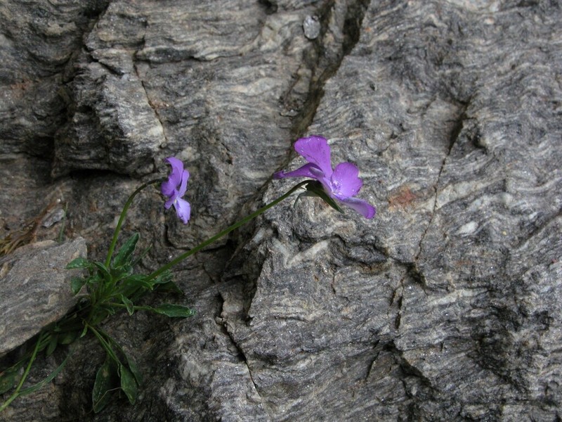 Viola valderia photo 2