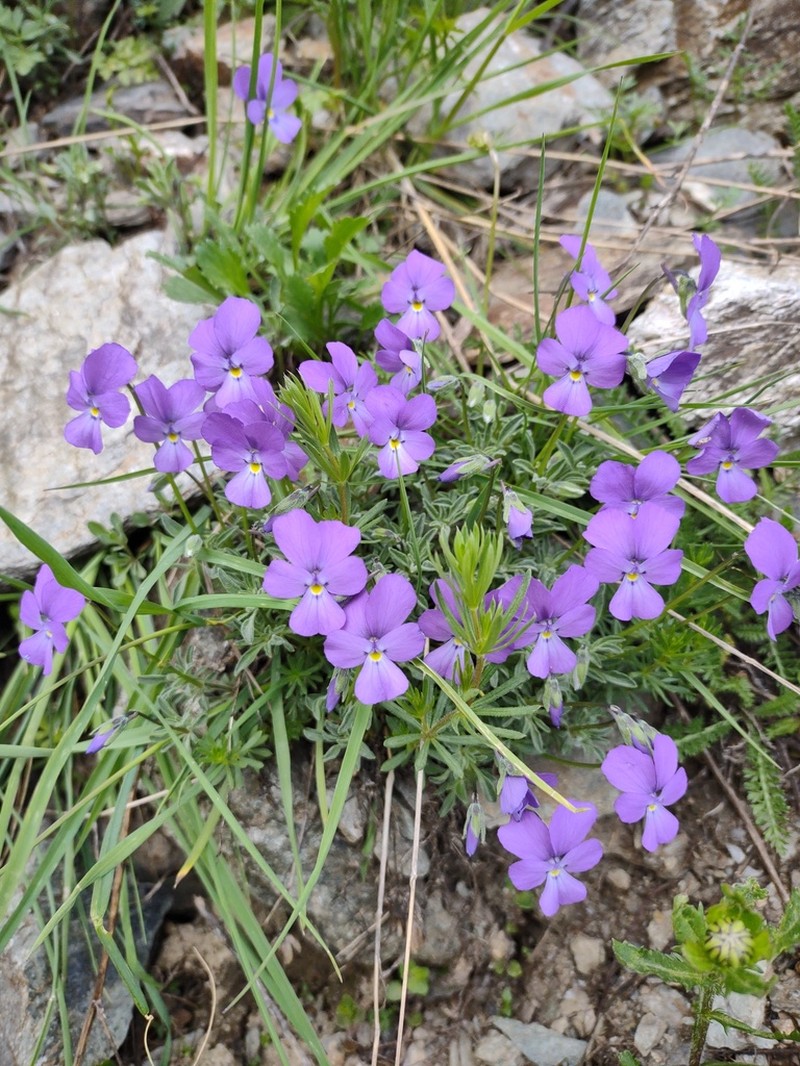 Viola valderia photo 3